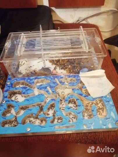 Муравьиная ферма с муравьями