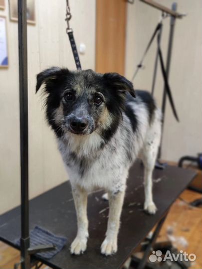 Собака в добрые руки