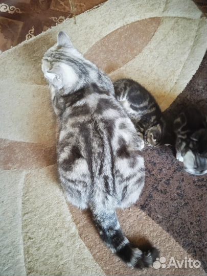 Котята британские
