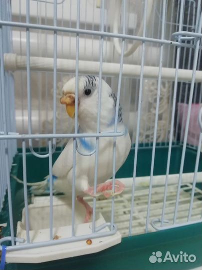 Волнистый попугай с клеткой