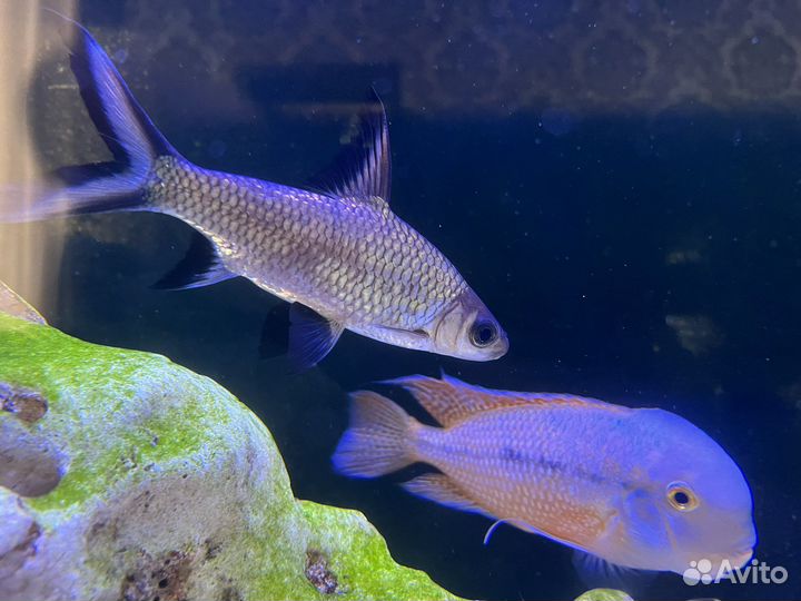 Акулий балу