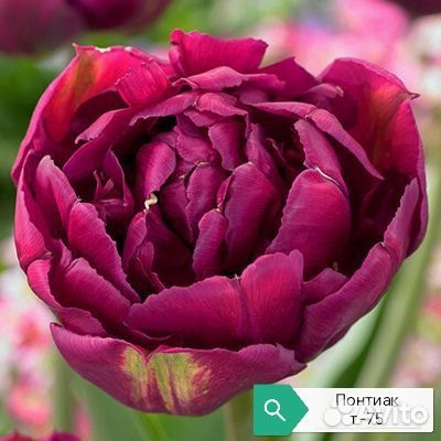 Луковица тюльпанов альбом 3(детка)