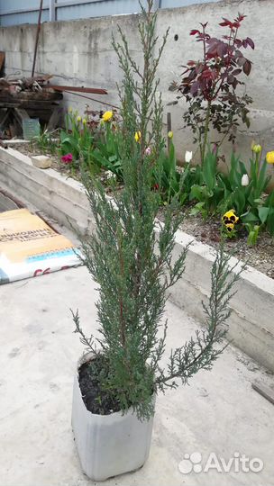 Можжевельник «Блю Арроу»