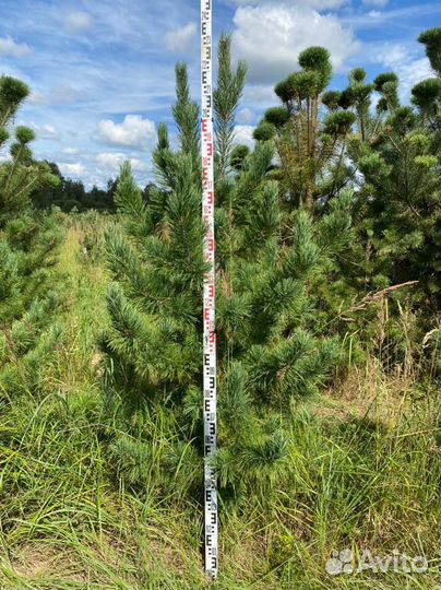 Сосна кедровая Сибирская / Кедр 200 см