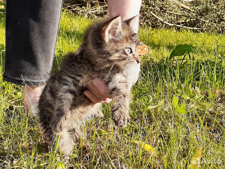 Котёнок в добрые руки котик мальчик