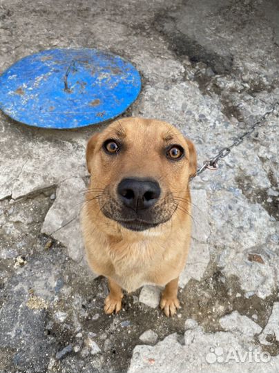 Собака в добрые руки