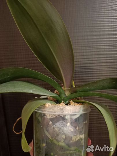 Фаленопсис Phal. I-Hsin Mapple Valley