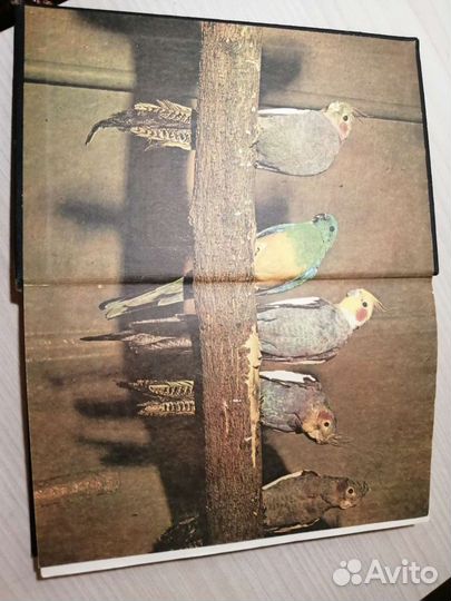 В.А.Гринёв Попугаи. М. Лесная промышленность 1991