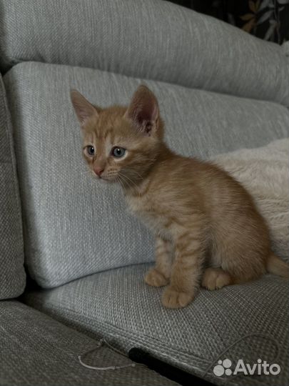 Котенок рыжий