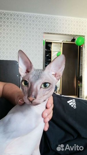 Кот сфинкс вязка