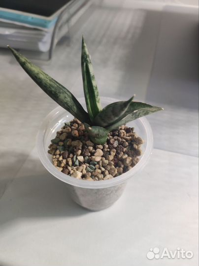 Сансевиерия бонселенсис