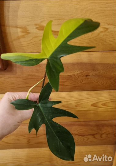 Филодендрон Маска