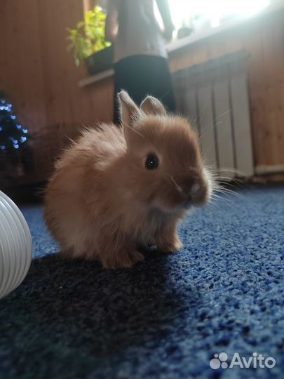 Декоративные кролики