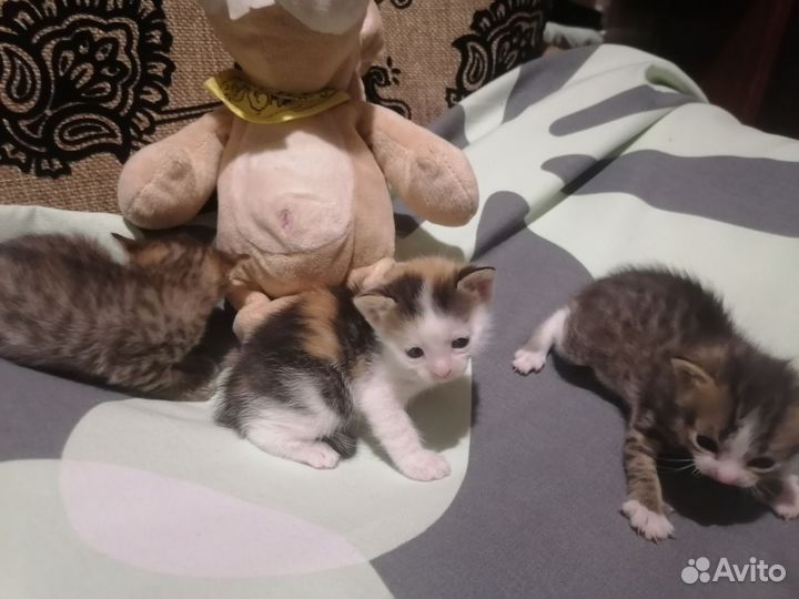 Кошка