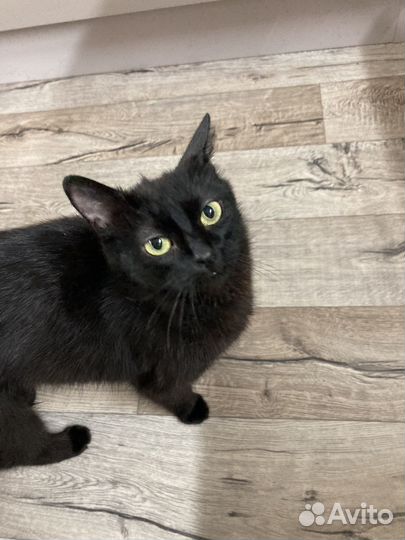 Кошка в дар