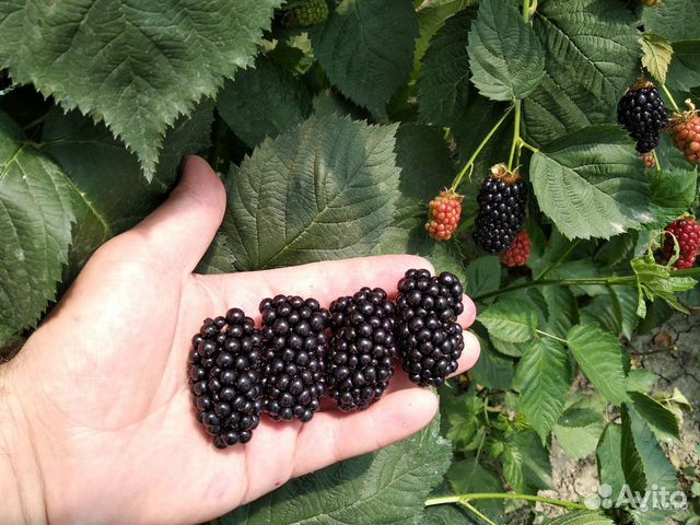 Саженцы ежевики Фридом, Торнфри