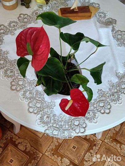 Комнатные цветы антуриум