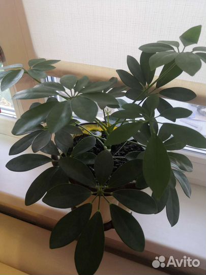 Цветок шефлера