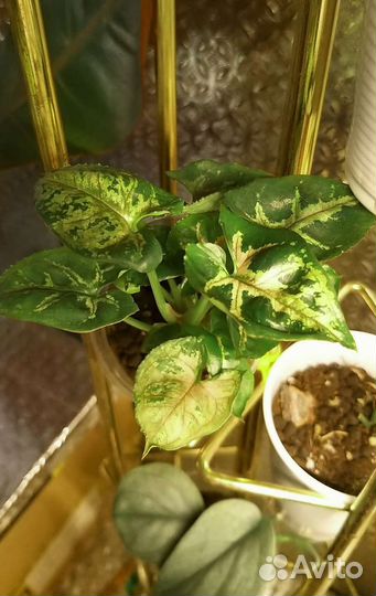 Комнатные домашние растения