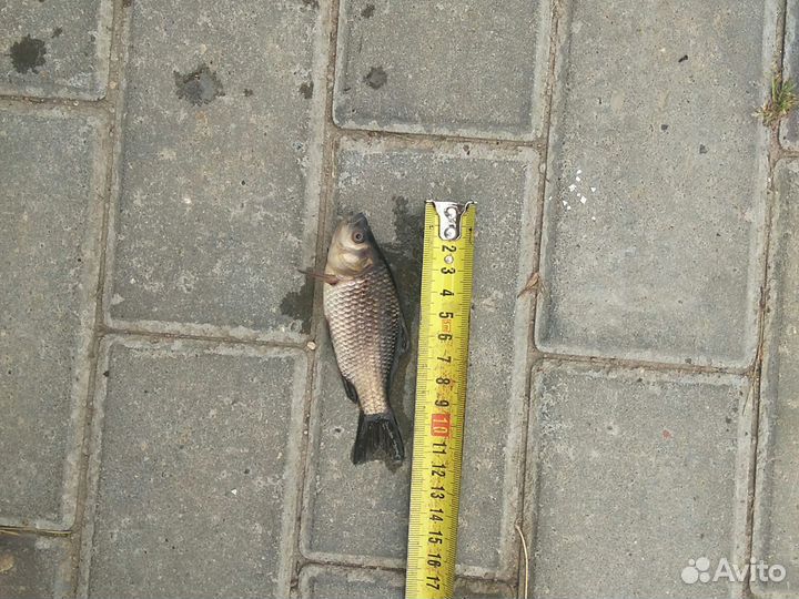 Карась живец