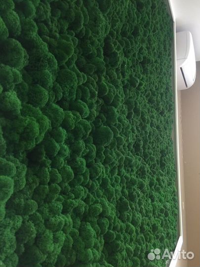 Фитопанно. Фитостена/ стена со мхом