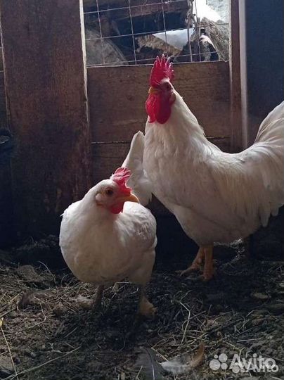 Карликовые куры