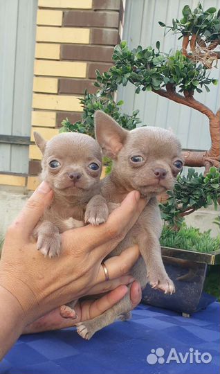 Лиловые мальчики Чихуахуа