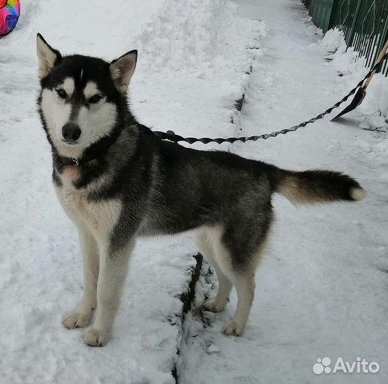 Сибирский хаски