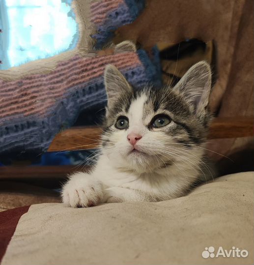 Милая крошка котенок 1.5 мес в дар