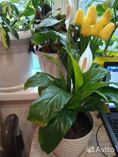 Спатифиллум