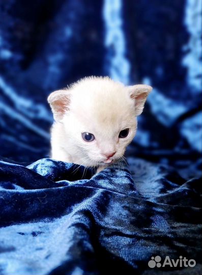 Бурманские котята