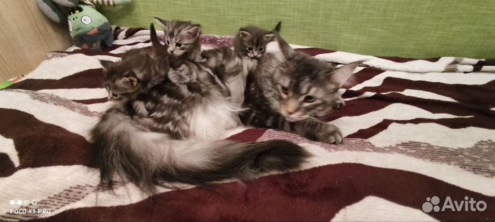 Котята мейн-кун