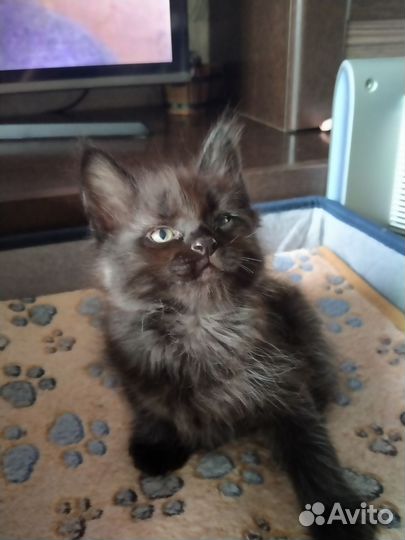 Помесь Мейн-куна котята готовы к переезду