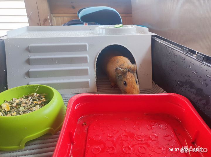 Морская свинка в добрые руки