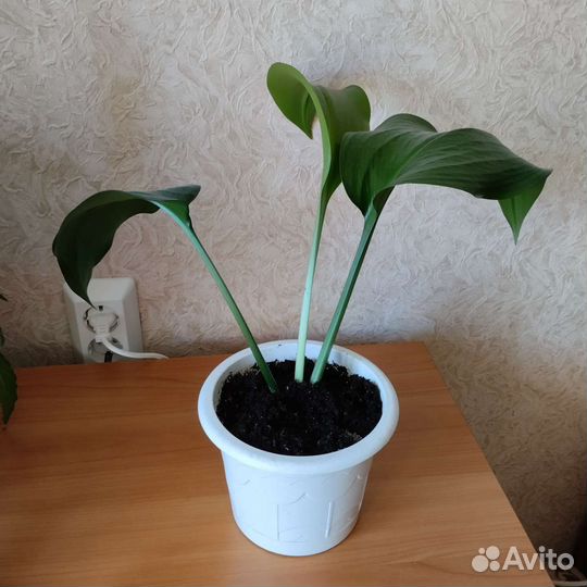 Комнатный цветок