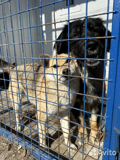 Метис сиба ину в опасности