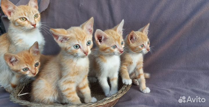 Котятки любящим хозяевам
