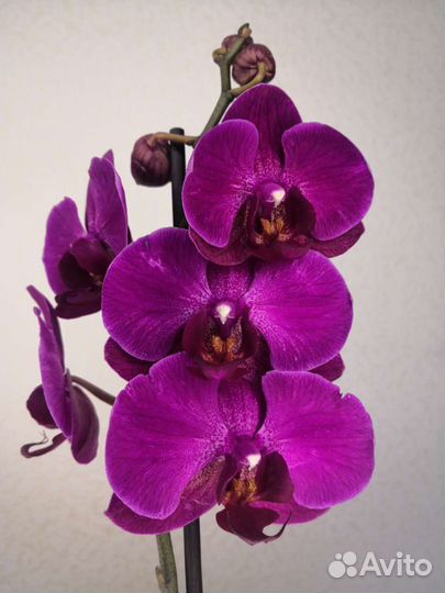 Орхидея фаленопсис Стелленбош купить в Санкт-Петербурге | Товары для дома и  дачи | Авито