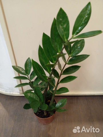 Замиокулькас