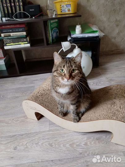 Кошка в дар