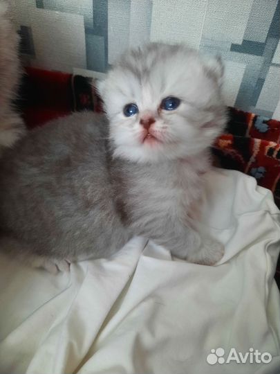 Шотландские котята