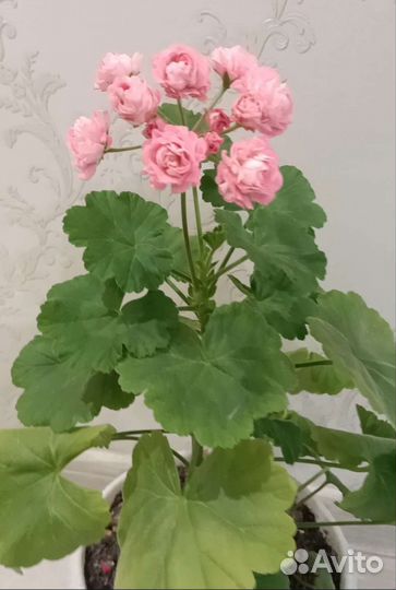 Пеларгония герань сортовая
