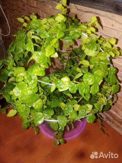 Фикус пумила