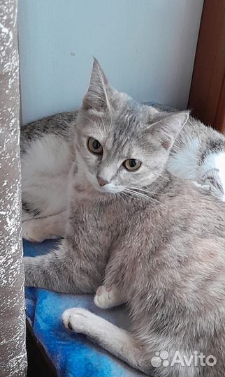 Кошечка в добрые руки