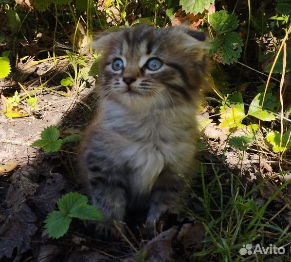 Отдам бесплатно котенка