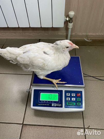 Куры молодки оптом 4-5 мес.опт и розница