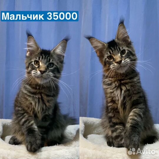 Котята мейн кун