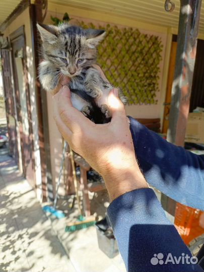 Отдаем котят