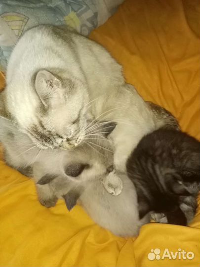 Котята в дар бесплатно