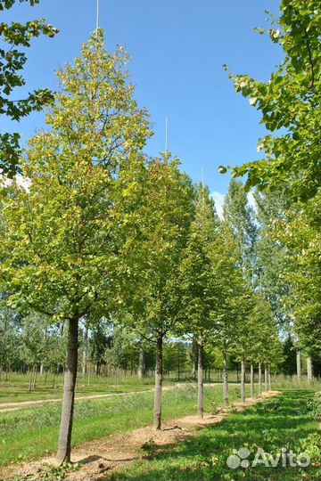 Саженцы Липа мелколистная из питомника